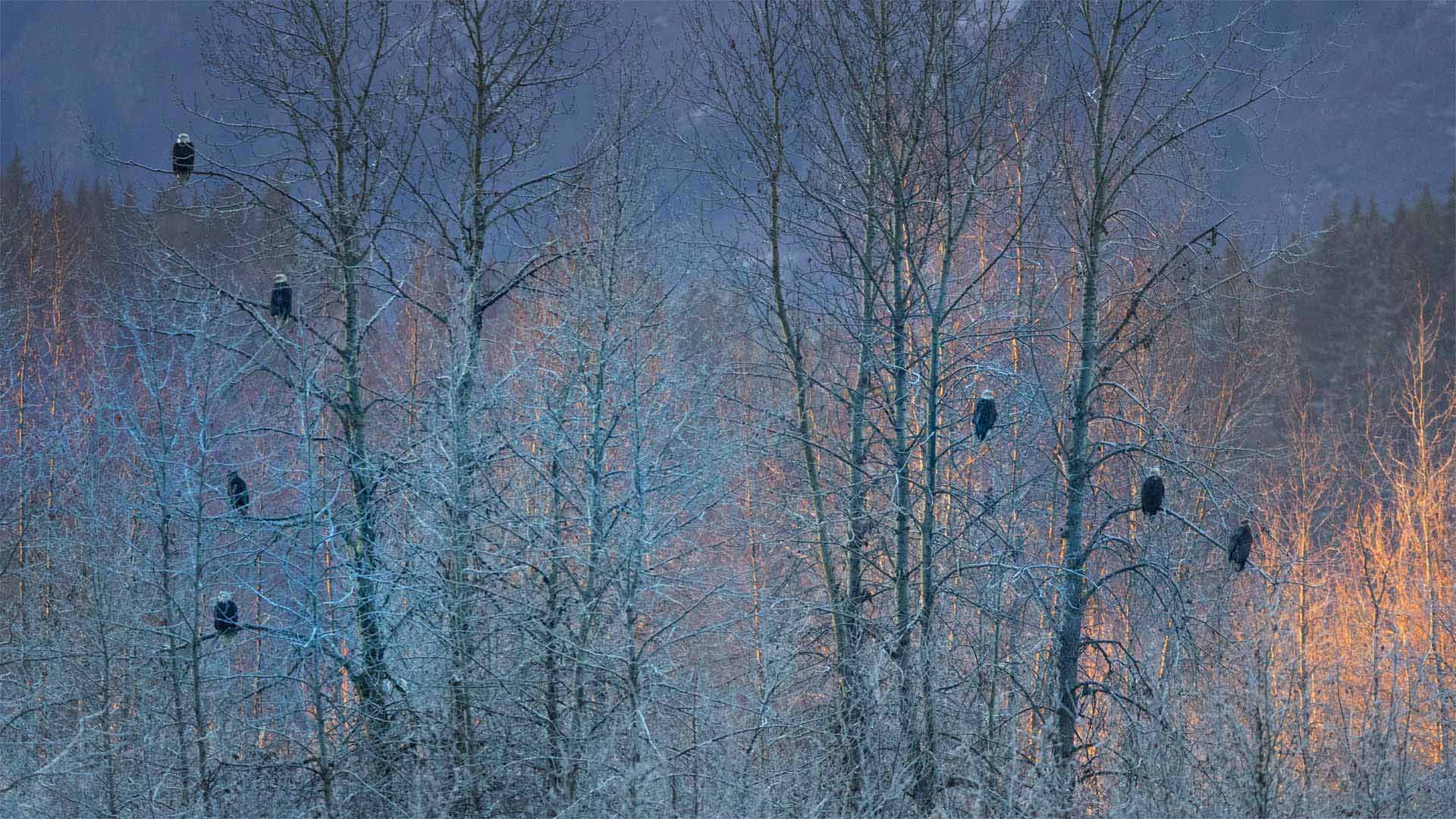 th?id=OHR.HainesEagle_ZH-CN1542376030_1920x1080.jpg
