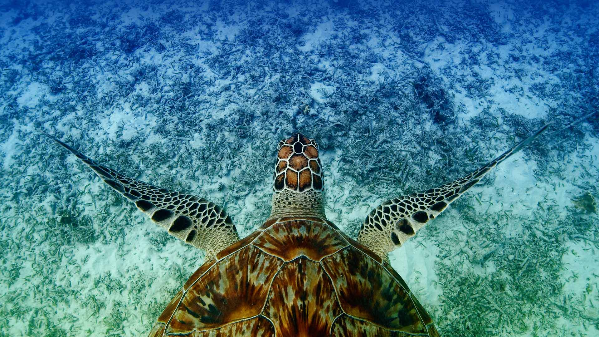 th?id=OHR.HawksbillTurtle_ZH-CN0562063994_1920x1080.jpg