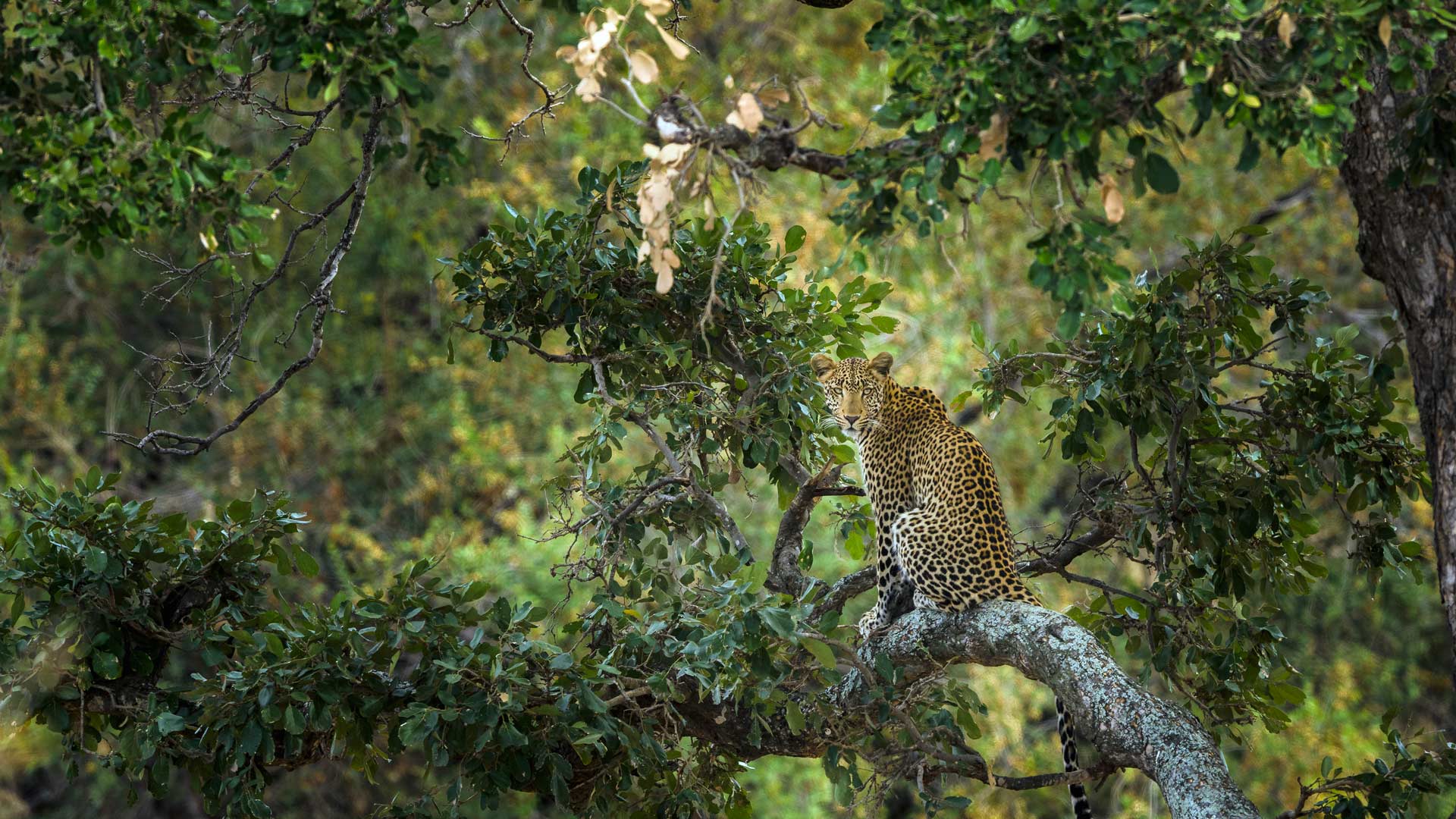 th?id=OHR.KrugerLeopard_ZH-CN4125884091_1920x1080.jpg