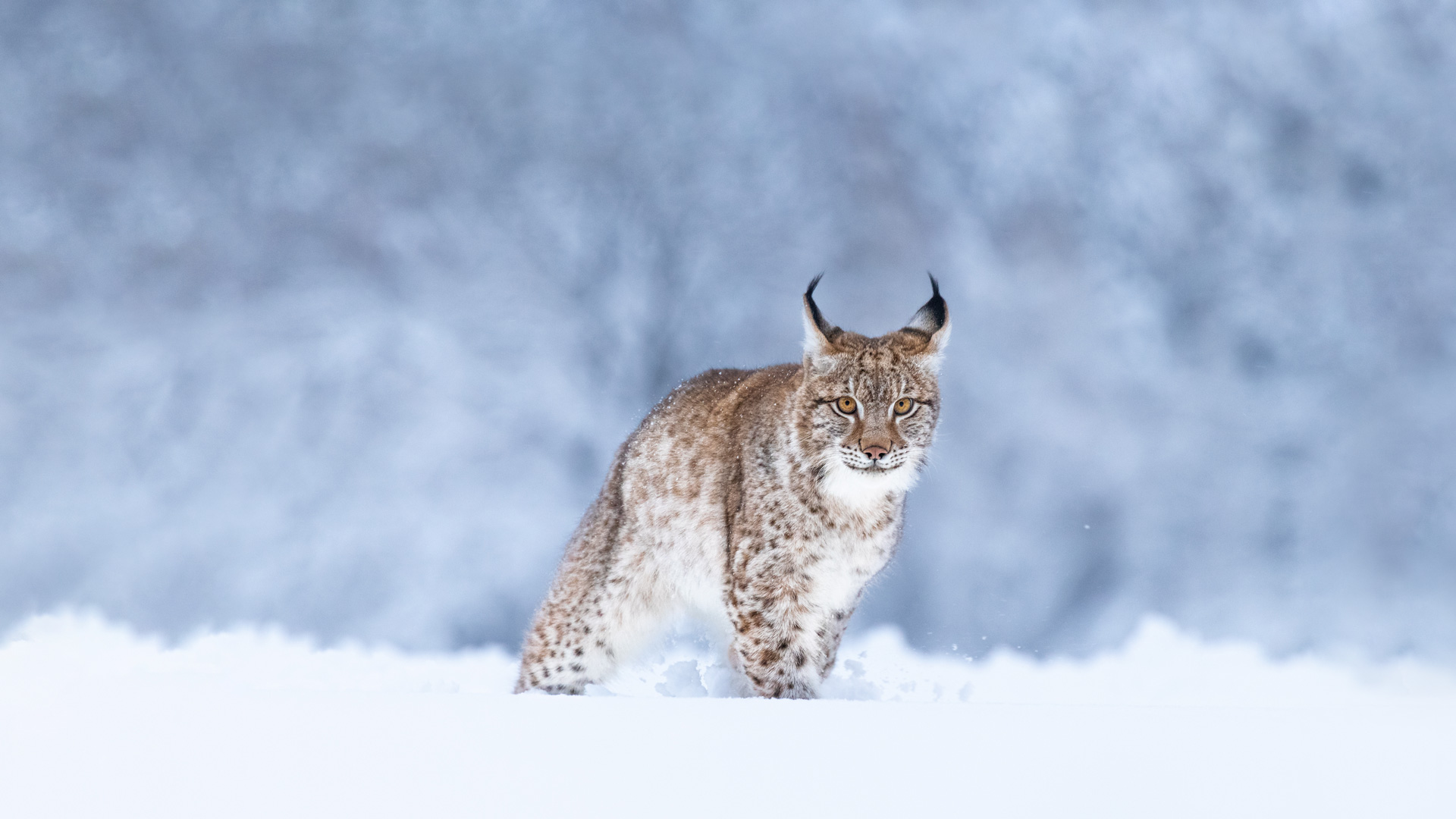th?id=OHR.LynxSnow_ZH-CN8908082275_1920x1080.jpg