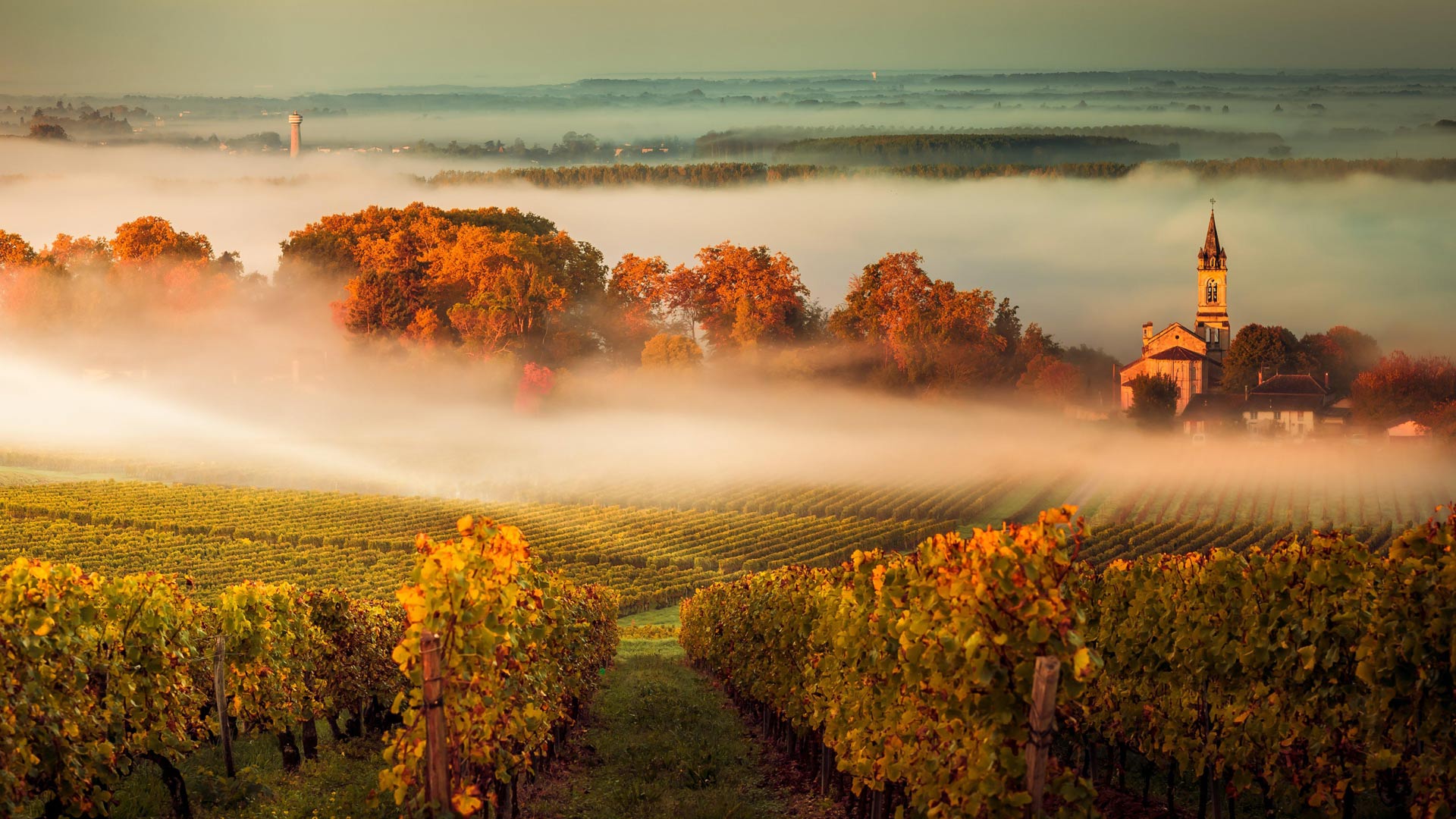 th?id=OHR.MistyVineyard_ZH-CN7642034150_1920x1080.jpg