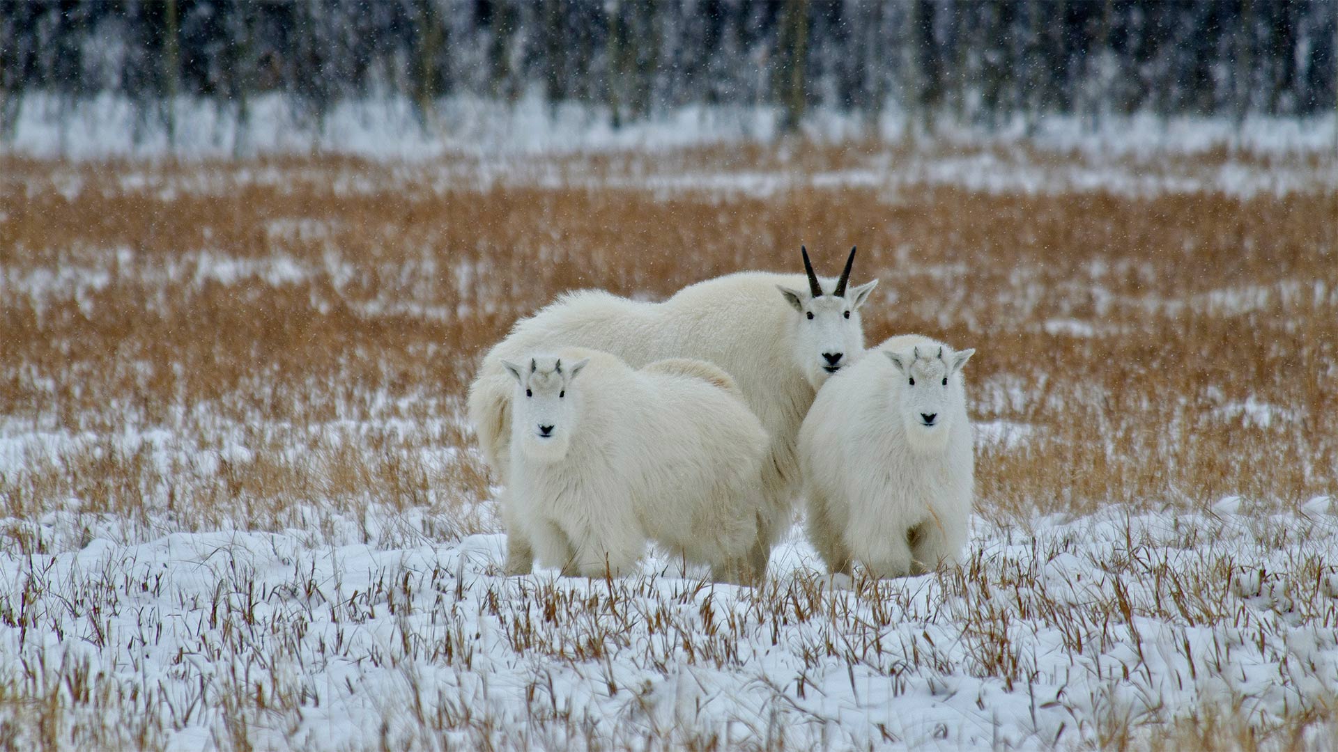 th?id=OHR.OreamnosAmericanus_ZH-CN6731612431_1920x1080.jpg