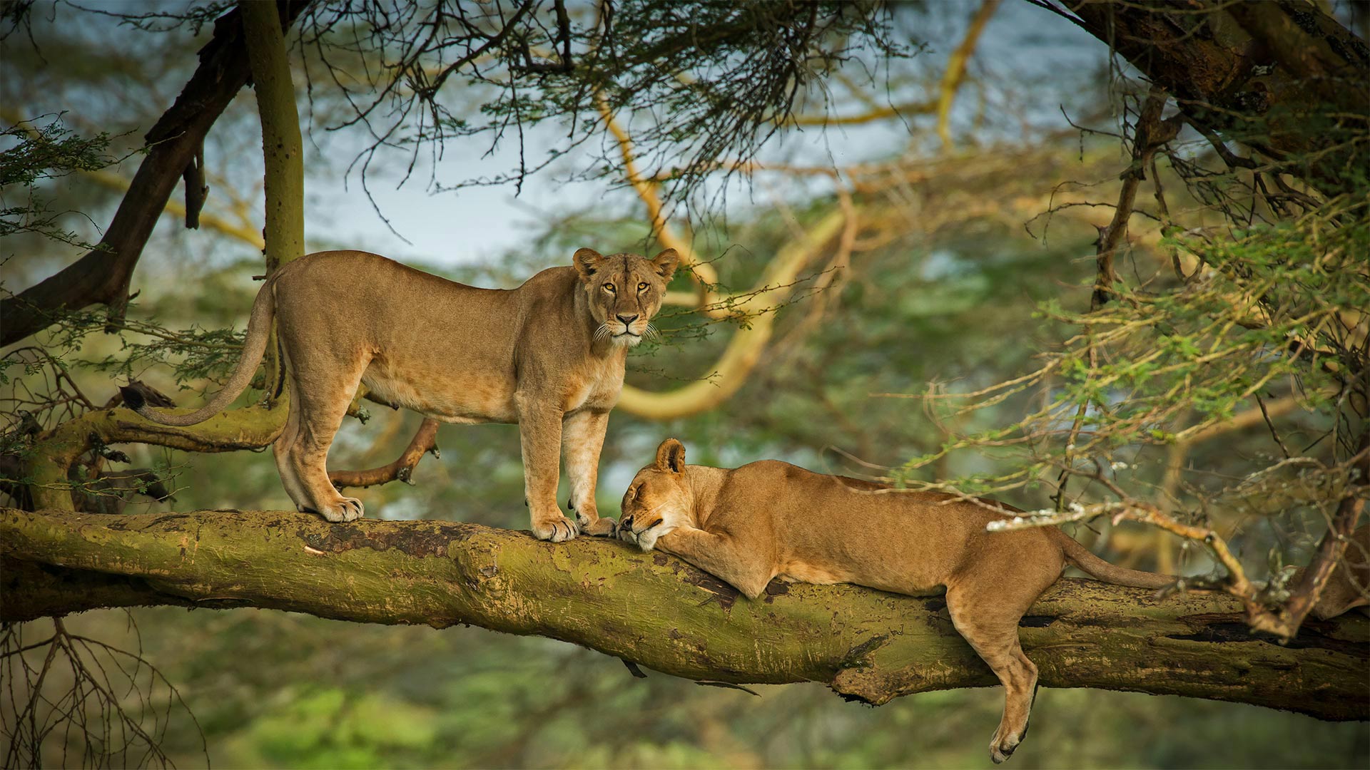 th?id=OHR.WWDLions_ZH-CN3506997987_1920x1080.jpg